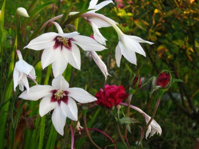 Acidanthera bicolor