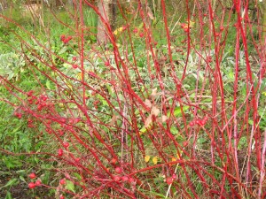 rosa blanda labrador rose: in autunno