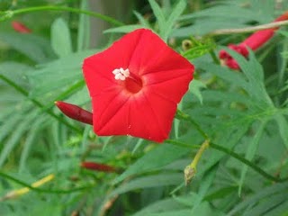 Ipomoea Quamoclit Coccinea 