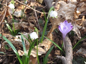 campanellino