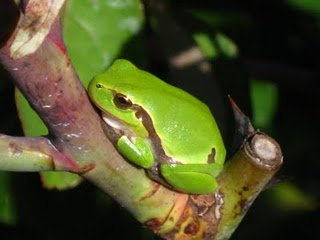 hyla