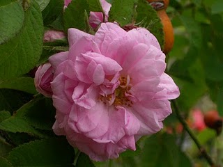 rosa damascena bifera