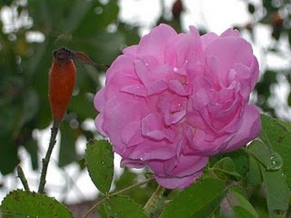 rosa damascena bifera