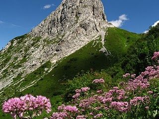 Rosa villosa