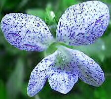 tappezzanti Viola Sororia Freckles il fiore