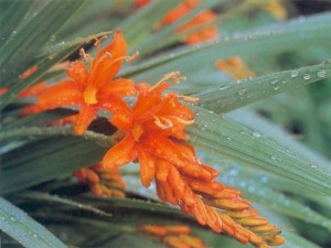 Crocosmias Masoniorum