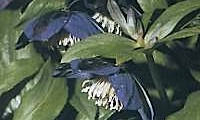 Helleborus Purpurascens