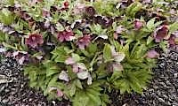 Helleborus Halliwell Purple