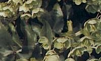 Helleborus Argutifolius