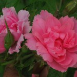 R.rugosa 'Pink Grootendorst'