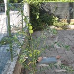 Asclepias fruticosa la pianta