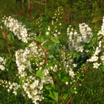 Prunus padus