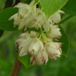 Staphylea pinnata