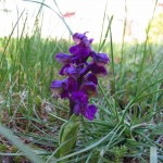 orchidea del Carso