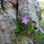 il giardino di bruna