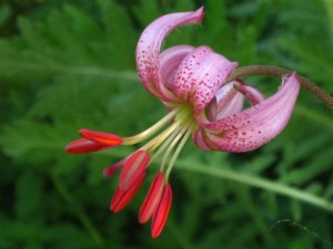 Lilium Martagon conosciuto anche come "Ricciolo di Dama"