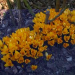Crocus chrysanthus 'Dutch Yellow'