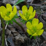 Eranthis Hyemalis