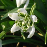 Galanthus nivalis 'Flore pleno'