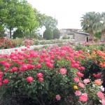 Municipio di El Paso Texas giardino Rose garden