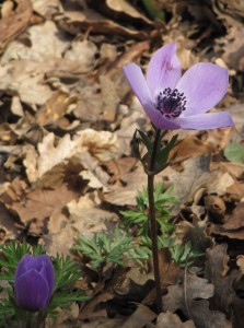 Anemone coronaria (anche questo dall' Olanda)