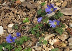 Anemone blanda (dal Gargano)