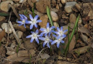 Chionodoxa luciliae (...i soliti bulbi Olandesi)