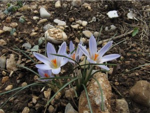 Crocus reticulatus (dal Carso...se ben ricordo anche Romeo li ha)