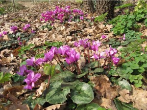 Cyclamen pseudoibericum (un altro della serie...dalla Turchia con furore)