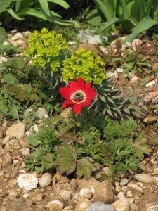 Anemone pavonina & Euphorbia rigida (dalla Palestina...molto pasquale come tema!)