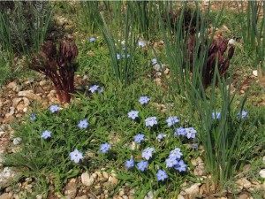 Ipheion "Rudolf Fiedler" (anche questo dall' Olanda)