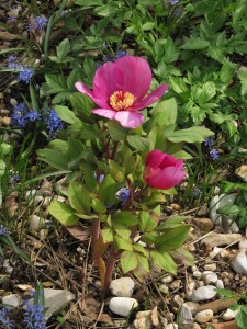 Paeonia kesrouanensis (dalla Turchia...finalmente in fiore!) & Scilla bifolia (dal Carso)