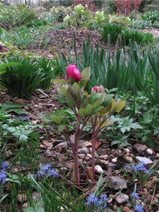 una foto ogni tanto by Matteo - paeonia kesrouanensis