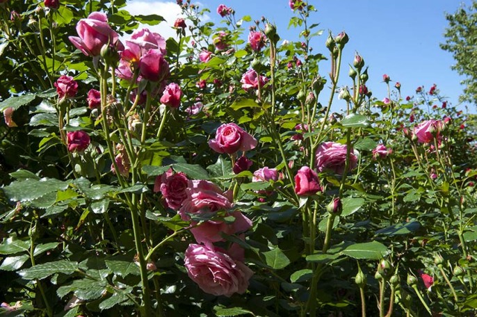 rose in giardino