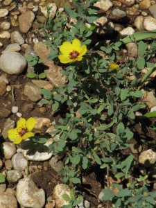 hulthemia persica nata da seme, dopo 3 anni finalmente il primo fiore