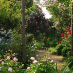 il giardino 'Rosa Mundi'