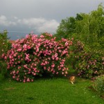 il giardino 'Rosa Mundi'