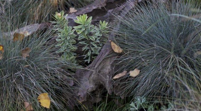 giardino-naturale