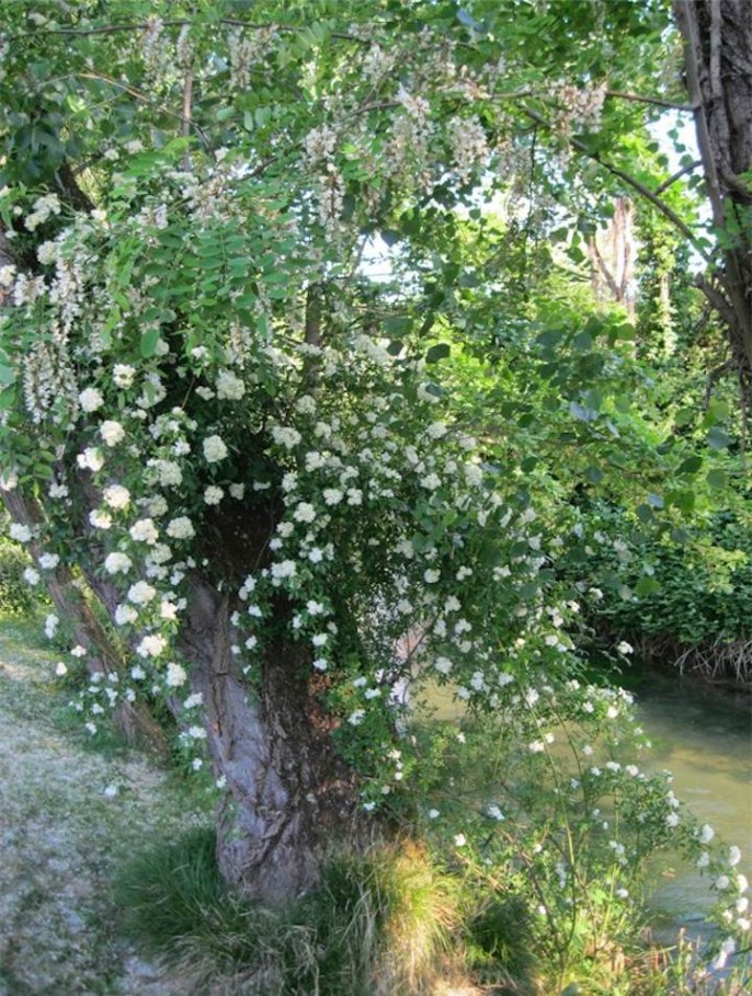 robinia banksiae purezza