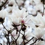 magnolie nel giardino Viatori