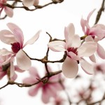 magnolie nel giardino Viatori