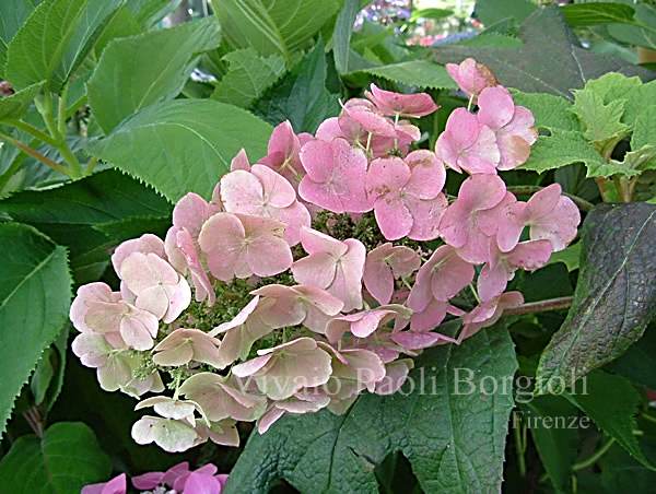 Hydrangea quercifolia d'Aliced'