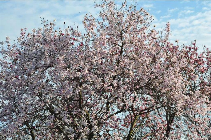 magnolie in fiore al giardino Viatori