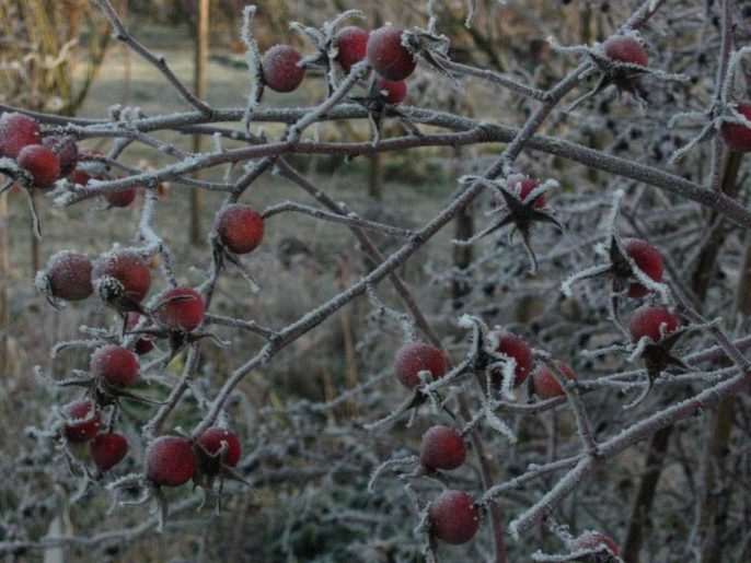 Le rose in inverno